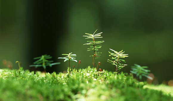 発芽したばかりの植物